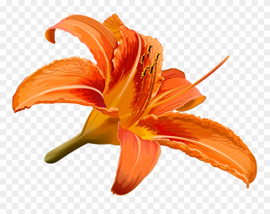 Vector Library Stock Flower Hibiscus Transprent Png Clipart