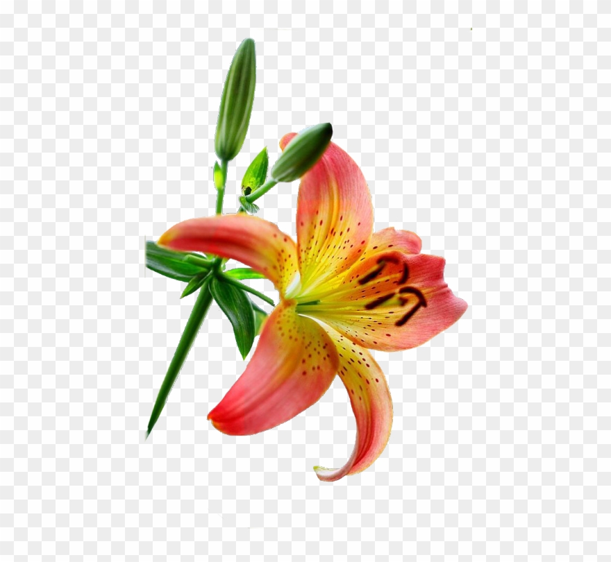 Stargazer Lily Clip Art - Png Download