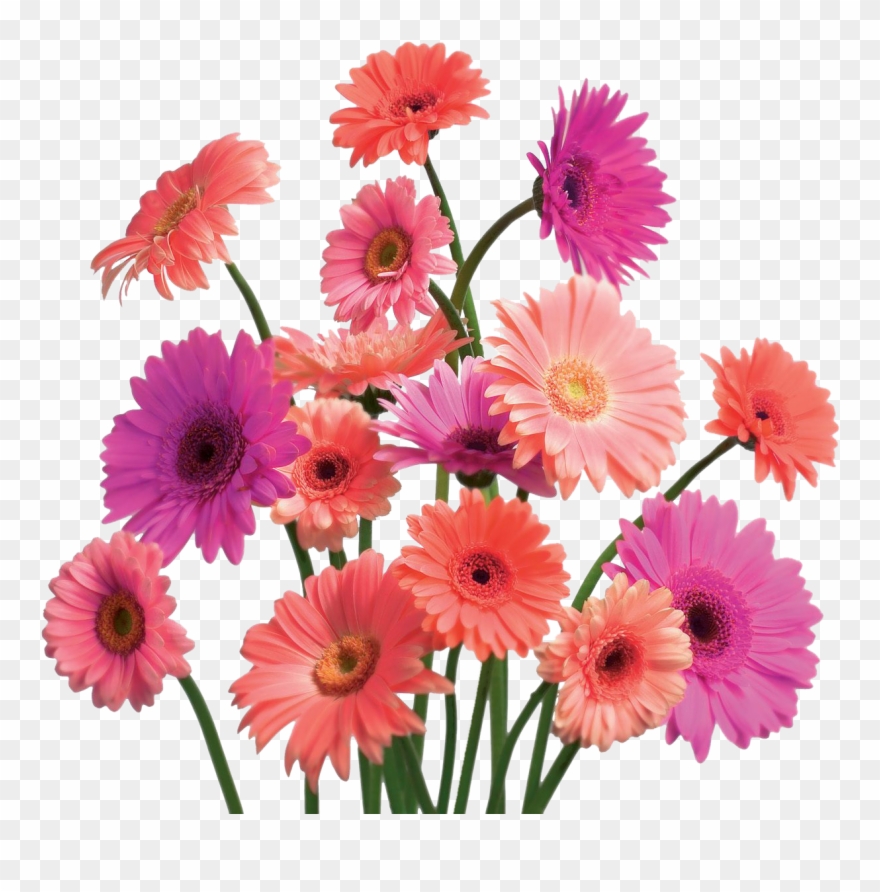 Syedimran My Blog Page 98 Clip Art Bouquet Of Real - Png Download