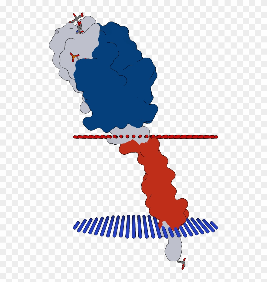 Transmembrane Flat Surface Display Opm Clipart