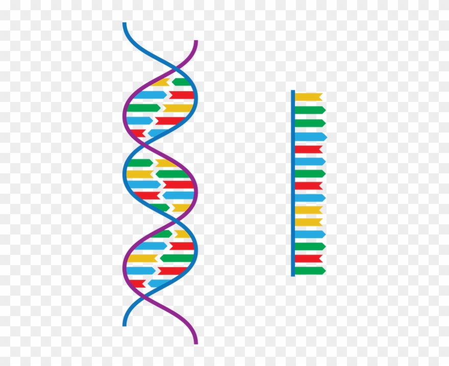Differences Between Eukaryotic And Prokaryotic Cells Clipart
