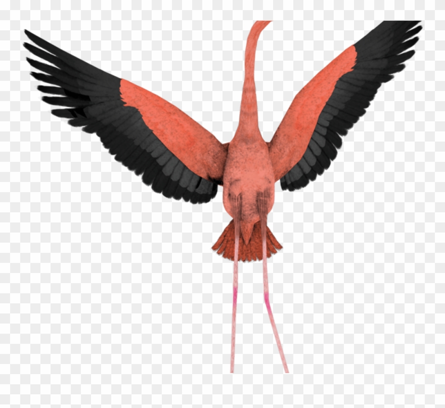 Free Flamingo Cartoon Images, Download Free Clip Art, - Png Download