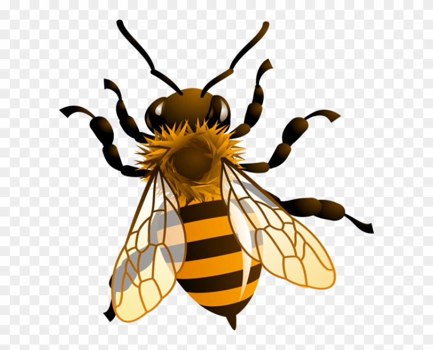 Clipart Of Bee, Honey And Bee The - Png Download