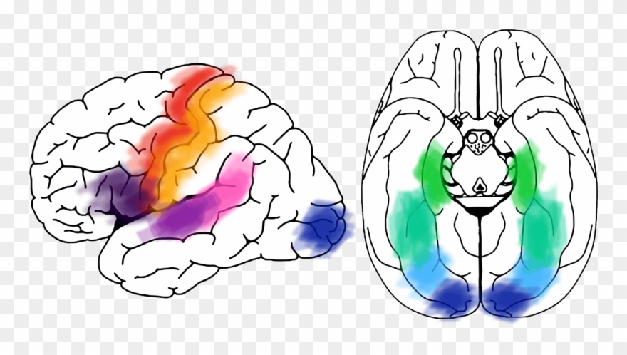 Brain Regions Clipart