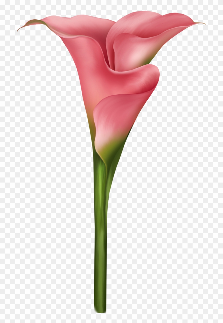 Flower Painting Petal Clip Art Callalily - Png Download