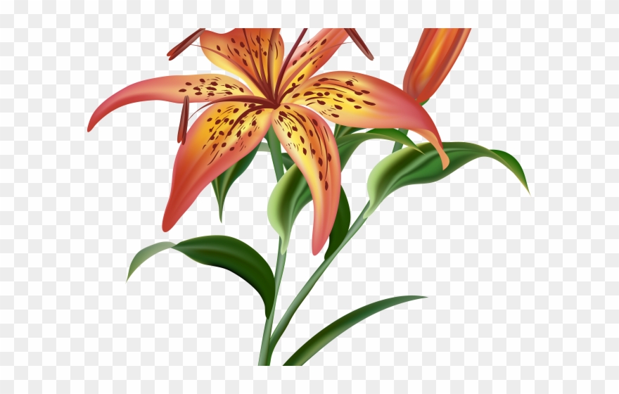 Orange Flower Clipart Tiger Lily Flower - Png Download