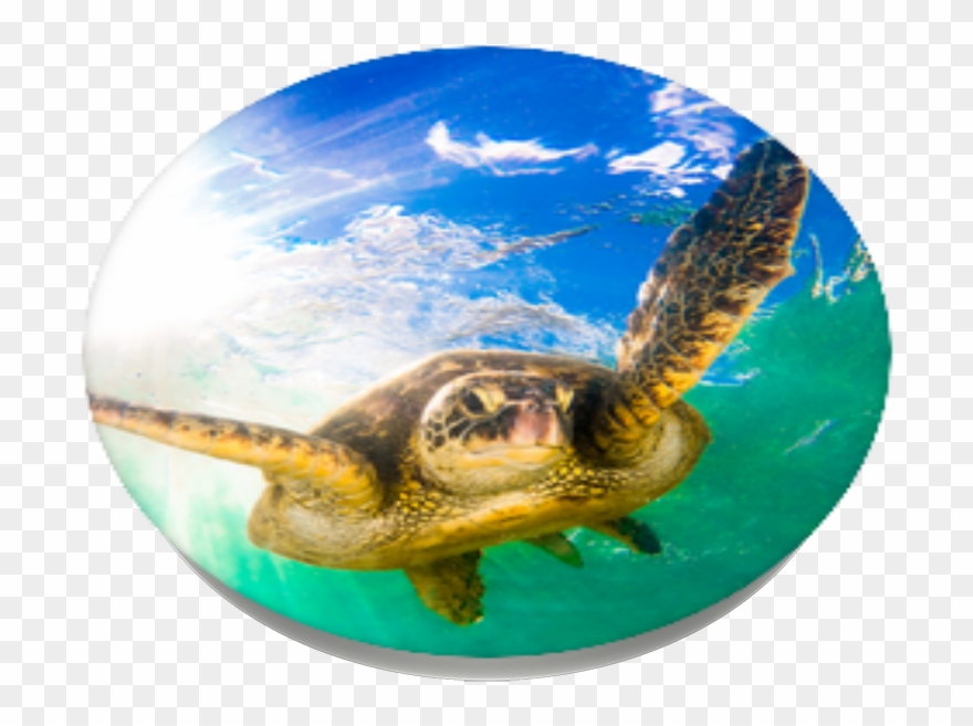 Hawaiian Sea Turtle, Popsockets Clipart