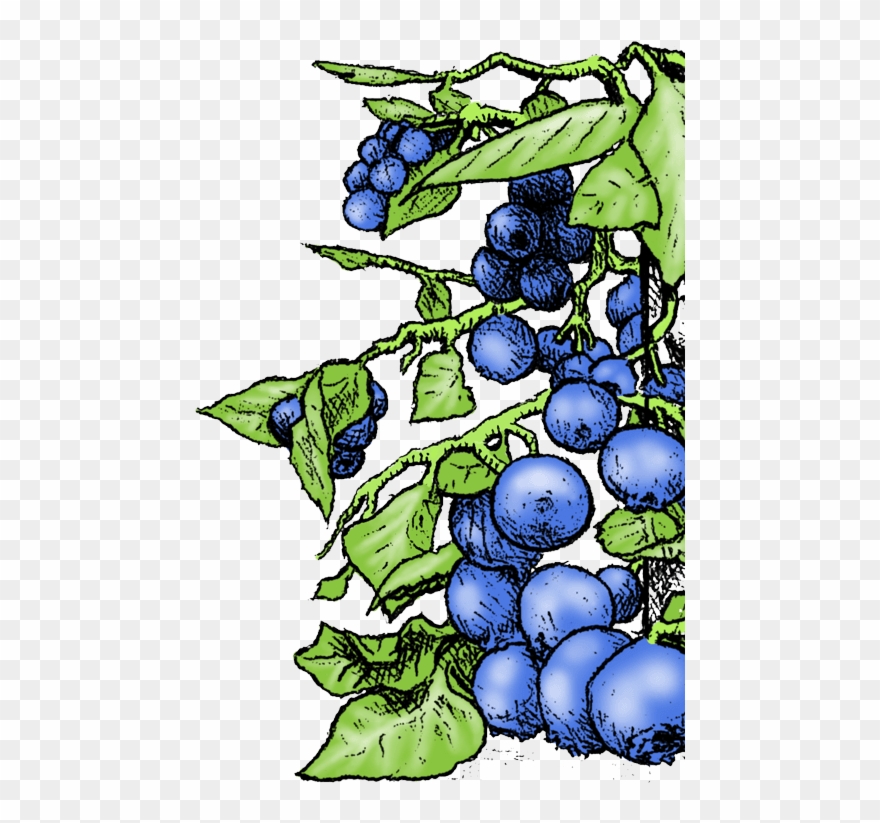 "imagine Going To Champagne, And Not Being Able To Clipart