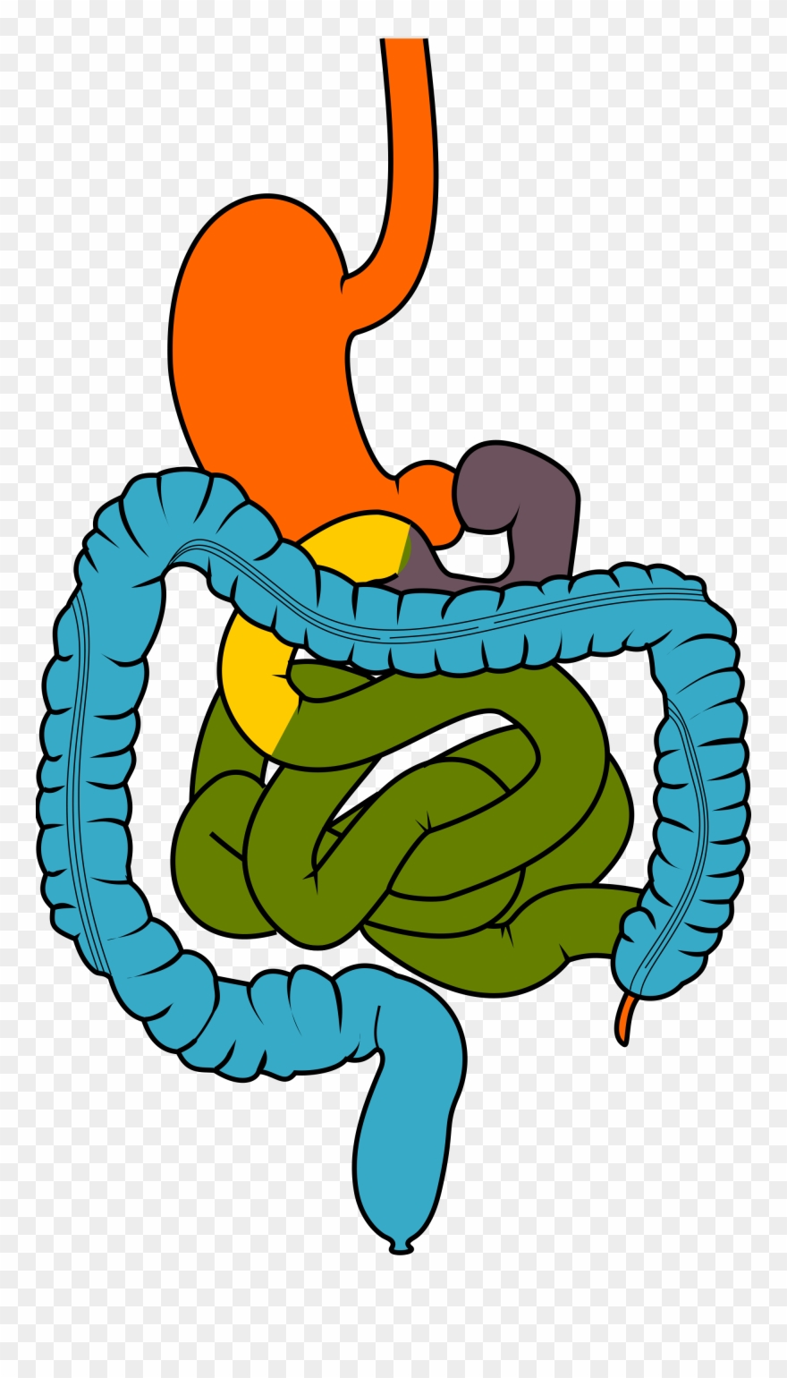 Clipart Of System, Colonoscopy And Digestive System - Png Download