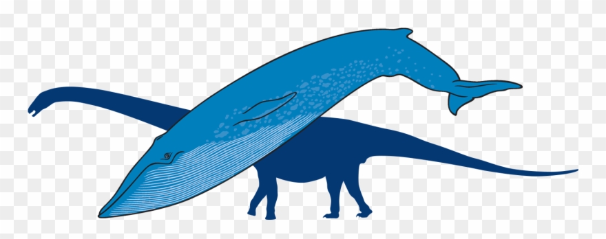 Blue Whale With Outline Of Titanosaur In Background Clipart