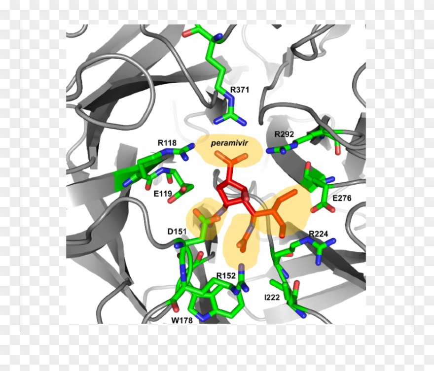 Peramivir Bound To Influenza A/h7n9 Neuraminidase Clipart