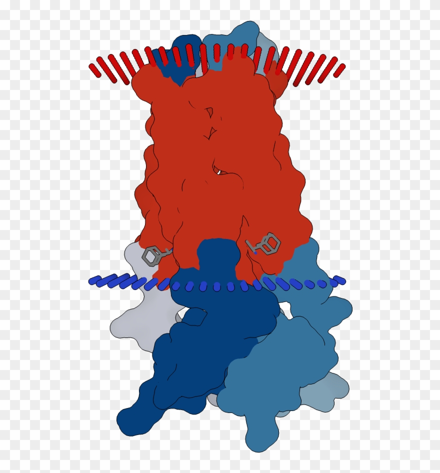 Transmembrane Flat Surface Display Opm Clipart
