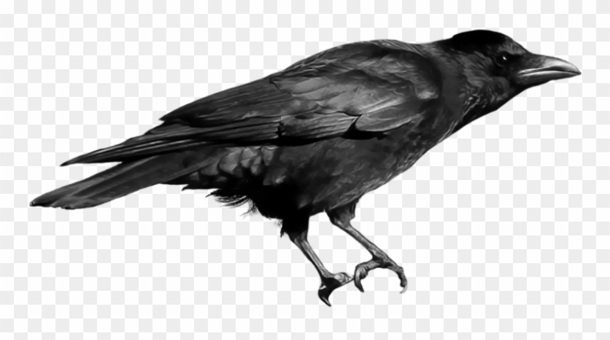 Free Png Download Crow Png Images Background Png Images Clipart