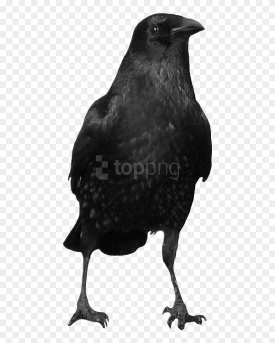 Crow Clipart