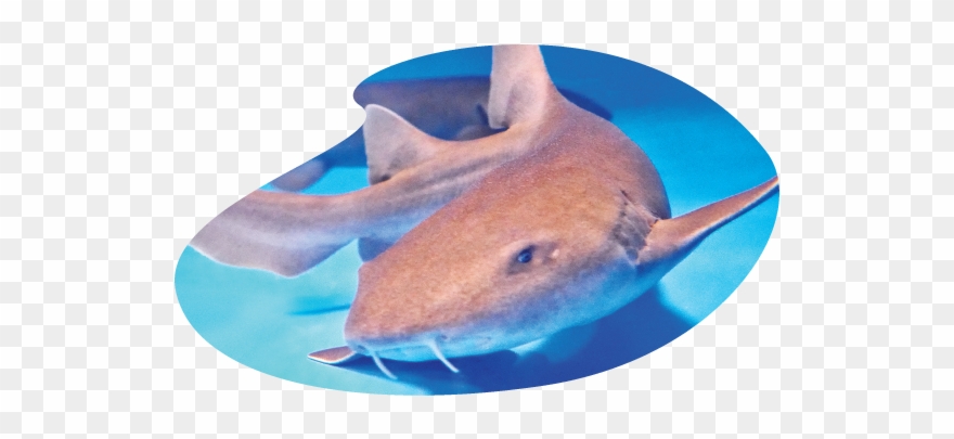 Shark Inv Clipart