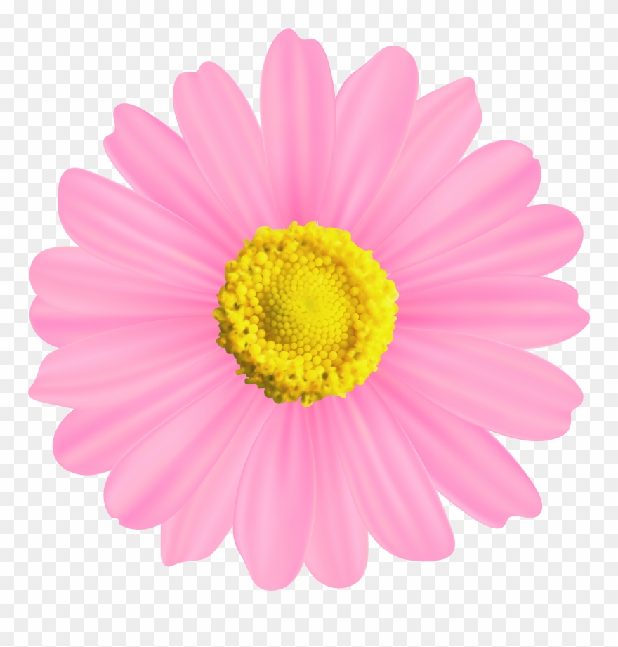 Marguerite Daisy Clip Art Png Download (2937283) PinClipart