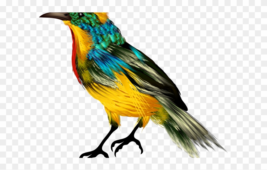 Finch Clipart Maya Bird - Png Download