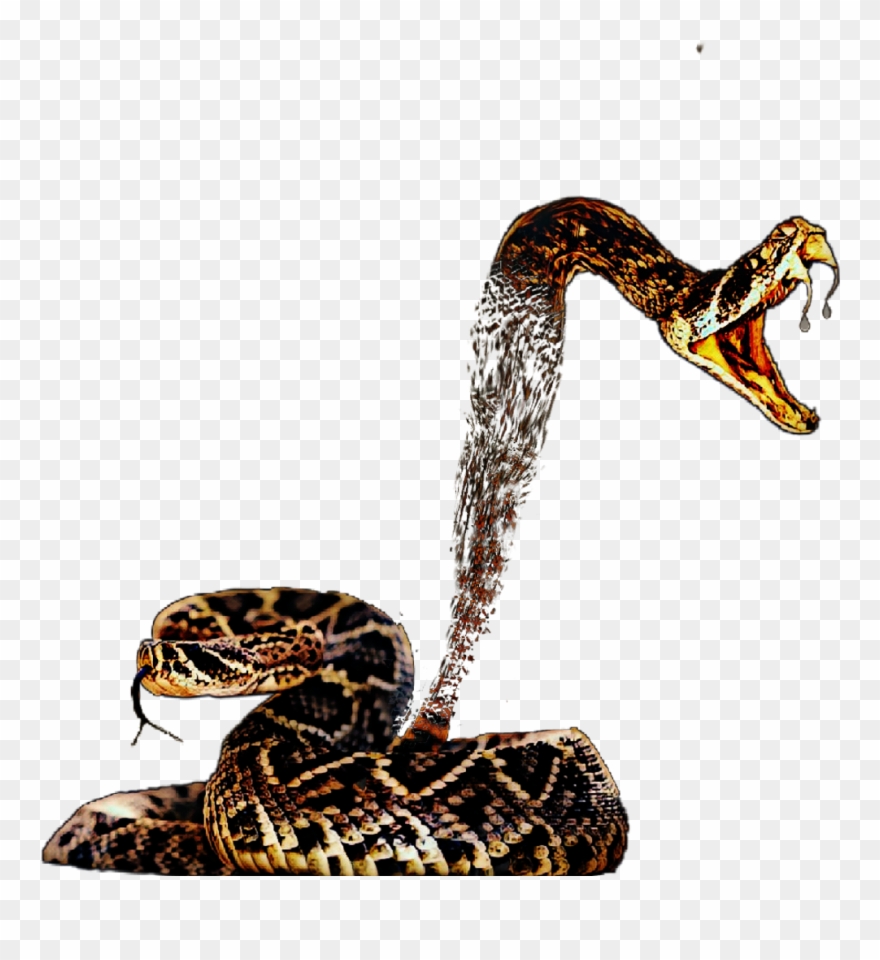 Rattle Snake Clip Art - Png Download