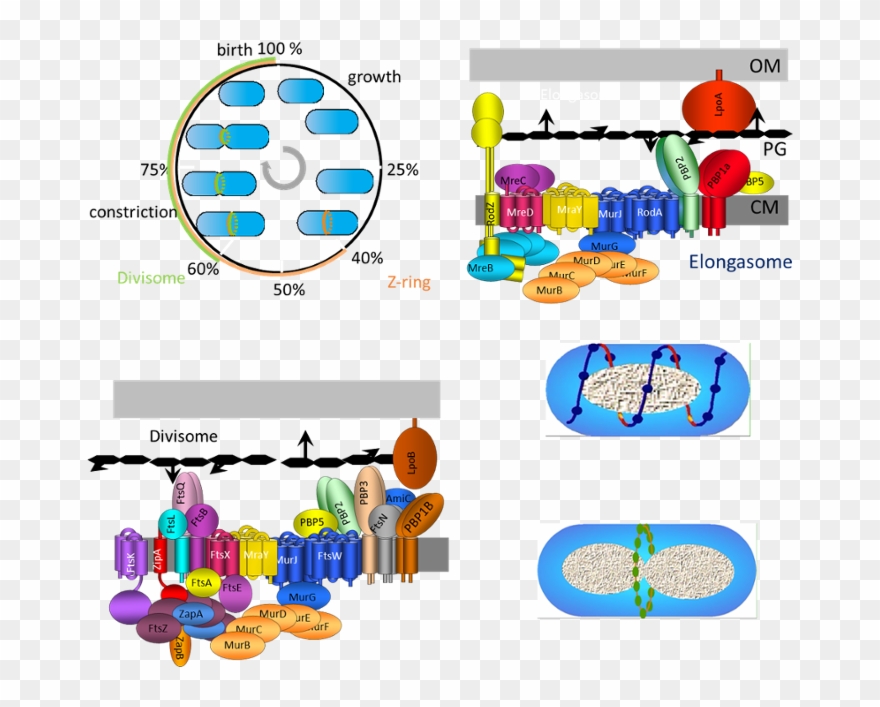 Studying Bacterial Growth Clipart