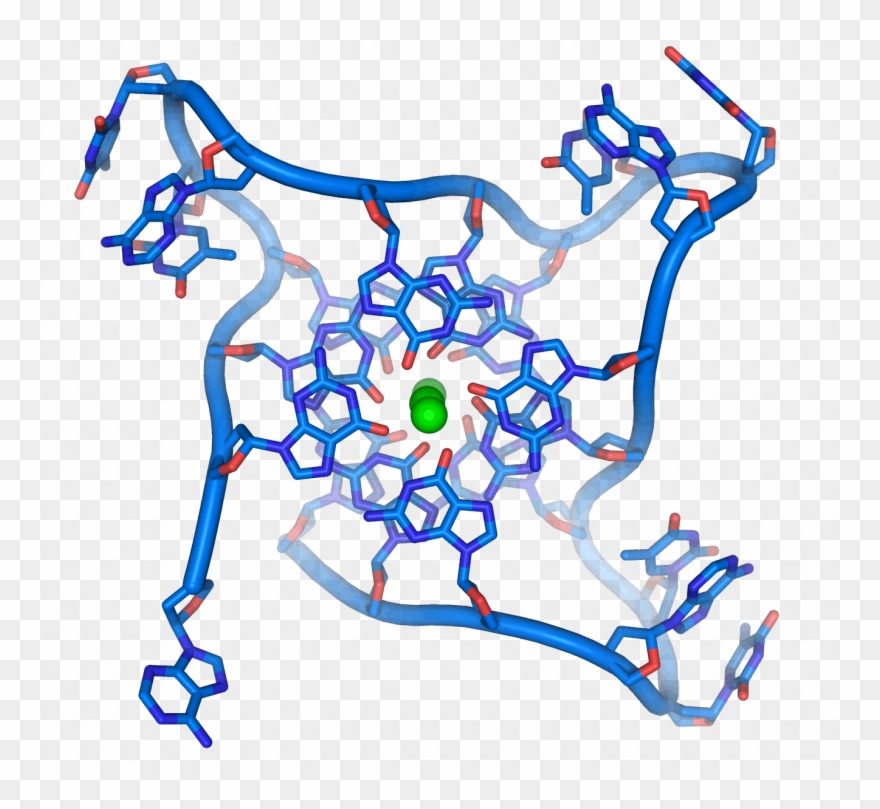 Telomere Length And Dna Protection Clipart