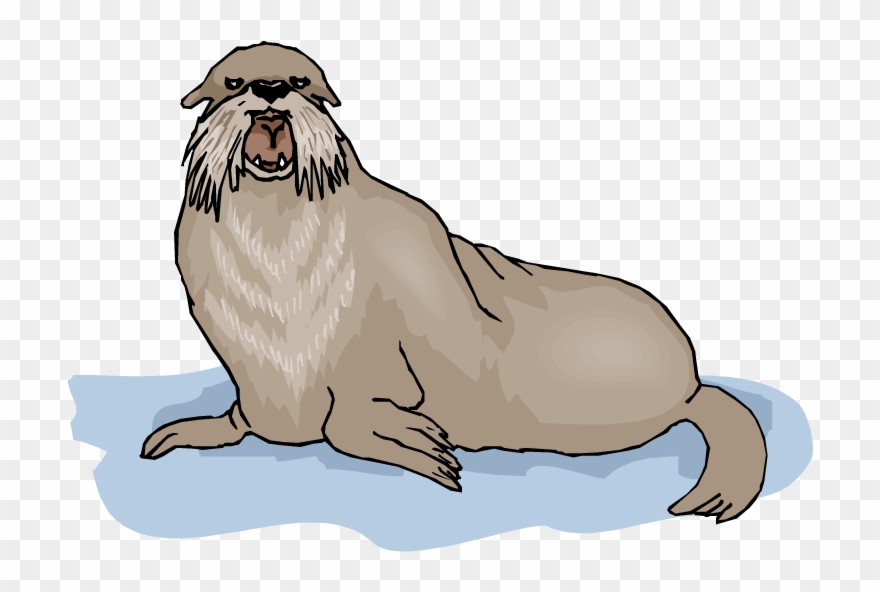 Walrus Background Png Clipart