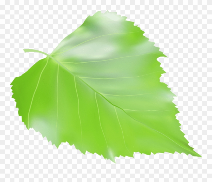 Free Png Download Birch Leaf Transparent Clipart Png