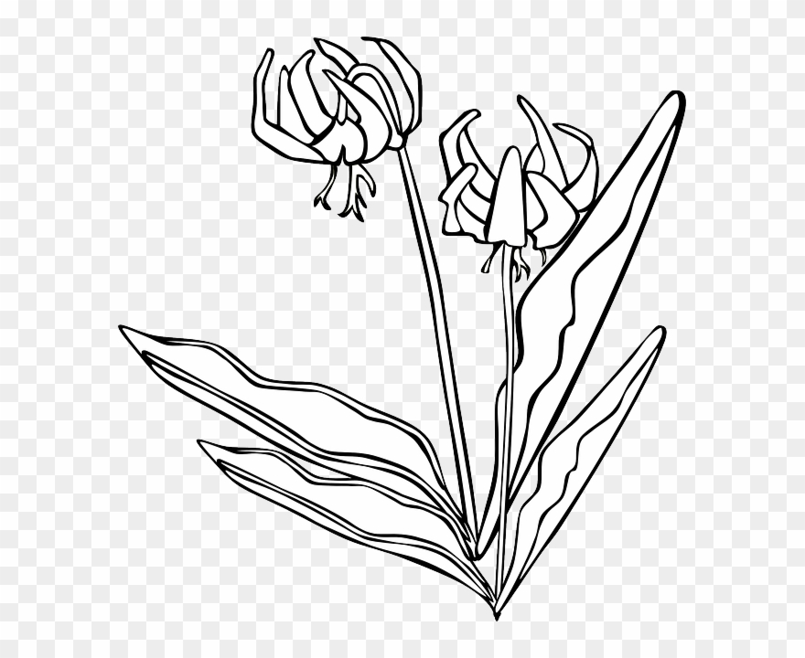 Day Lily Clip Art - Png Download