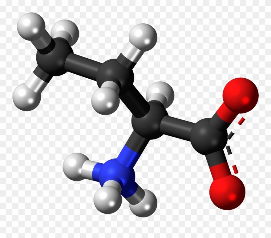 L Butyrine Zwitterion 3d Balls Clipart