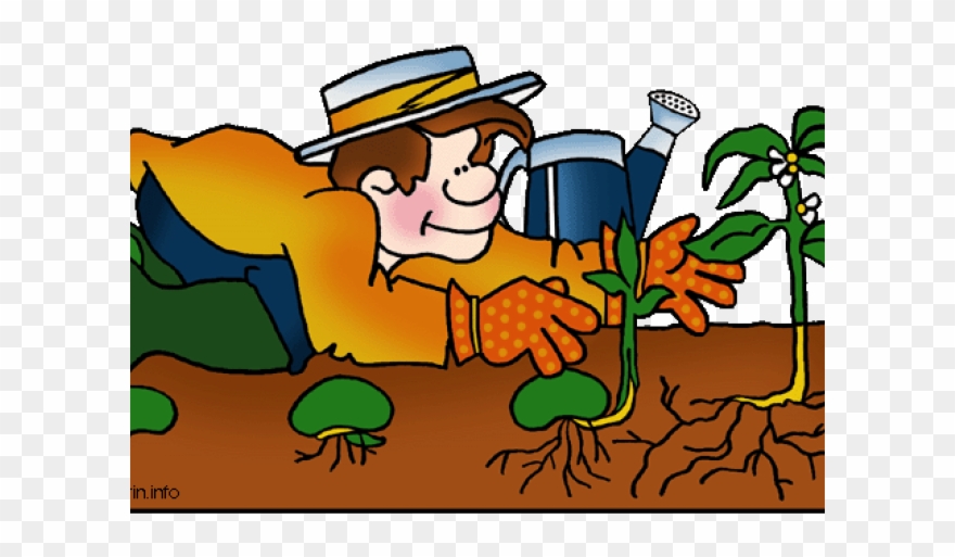 Seeds Clipart Plant Life Cycle - Png Download