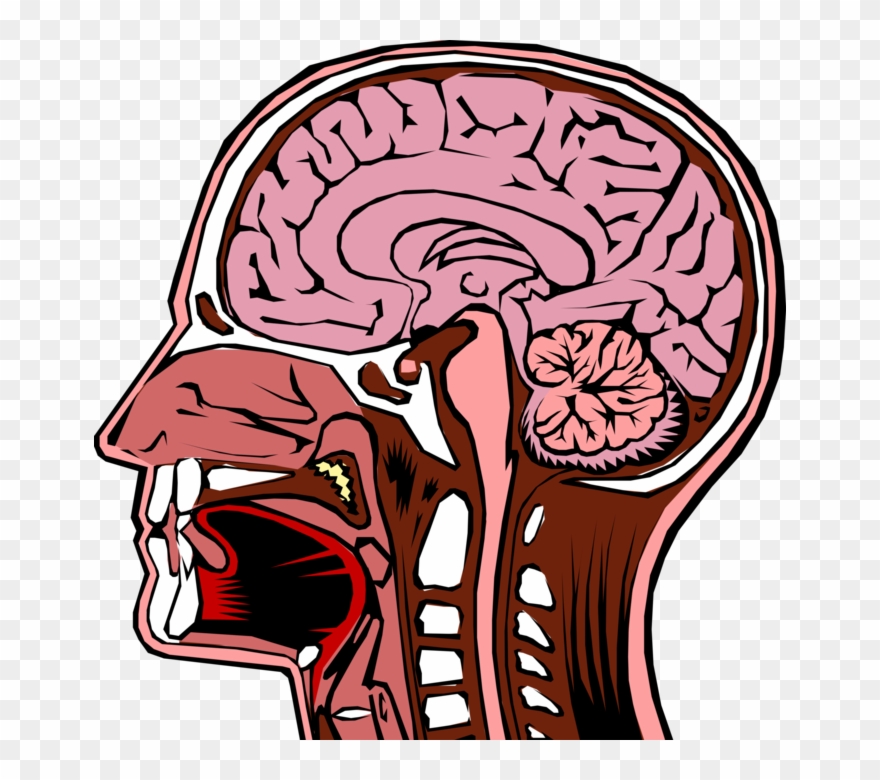 Vector Illustration Of Human Head Cross Section With Clipart