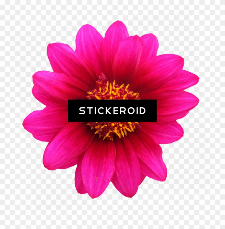 Gazania Flowers Nature Clipart