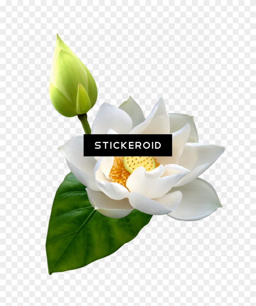 Lotus Hd Flower Clipart