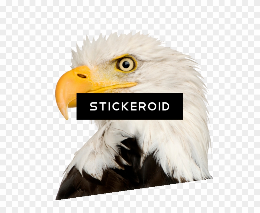 Eagle Head Clipart
