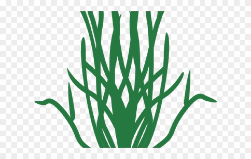 Seaweed Clipart Simple - Png Download