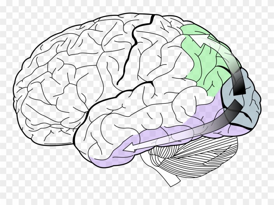 2000px Ventral Dorsal Streams Clipart