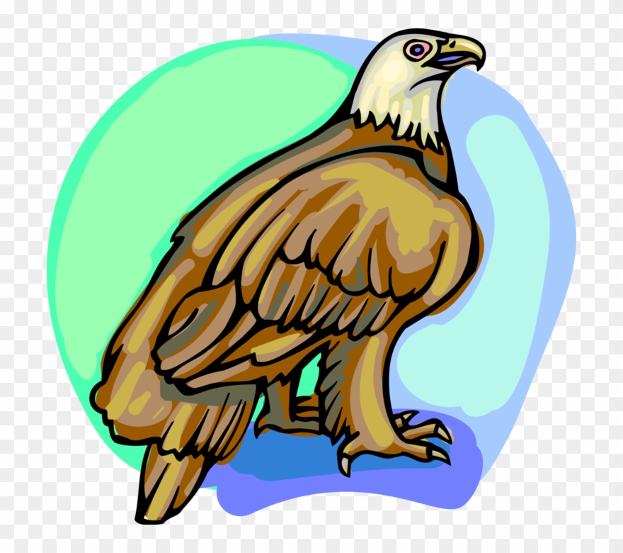 Vector Illustration Of American Bald Eagle National Clipart