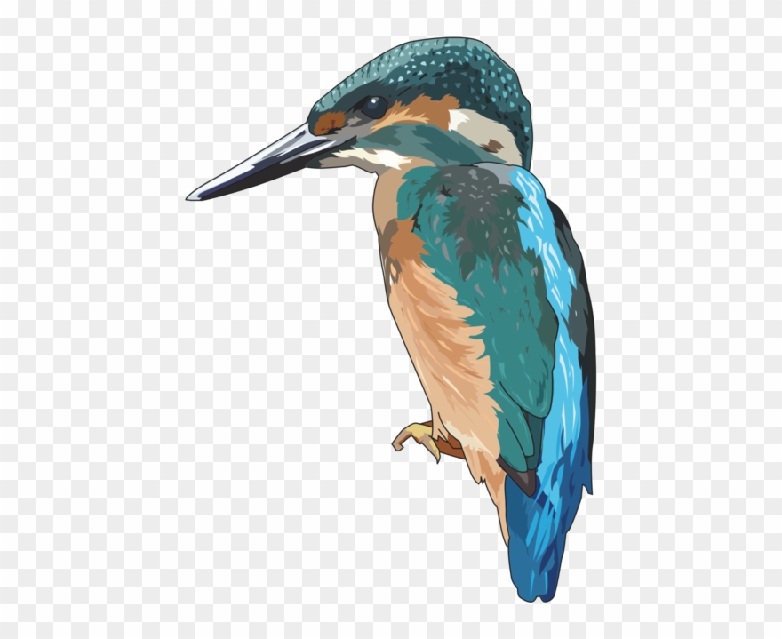 Belted Kingfisher Drawing Encapsulated Postscript Clipart