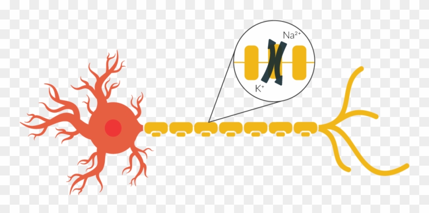 By Zooming In Far Enough, We Can Observe Ion Channels Clipart