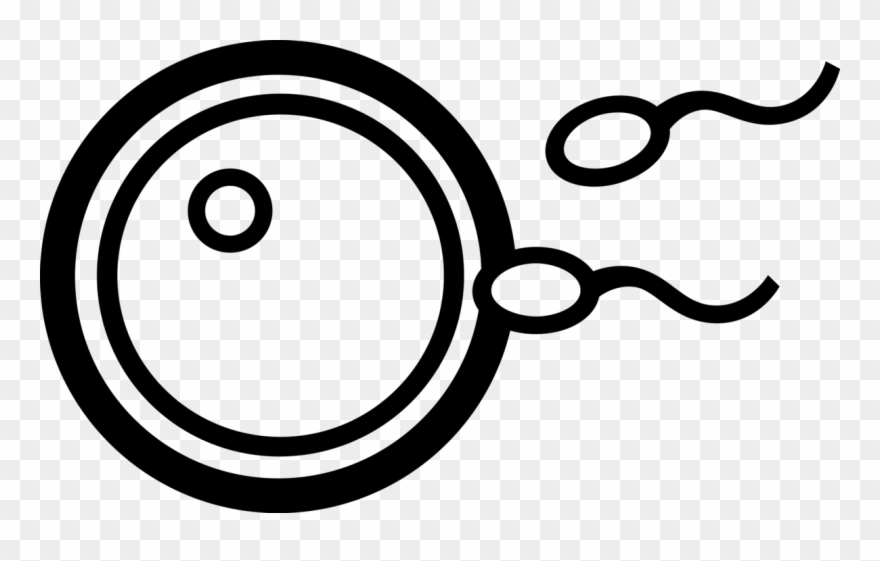 Vector Illustration Of Human Reproduction Sperm Fertilizing Clipart