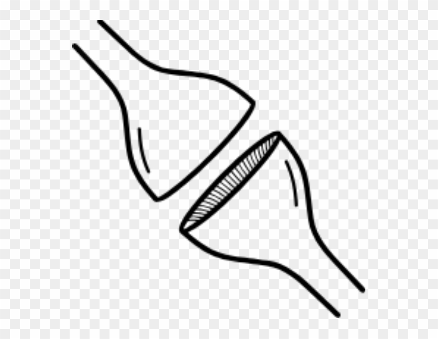 Neurons Are Capable Of Both Releasing And Accepting Clipart