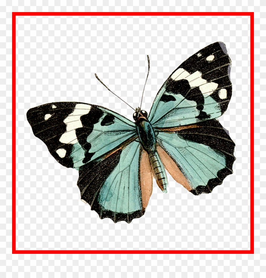 Best Babochki Png Creative Nn Albiny Rasseinoj Diy Clipart