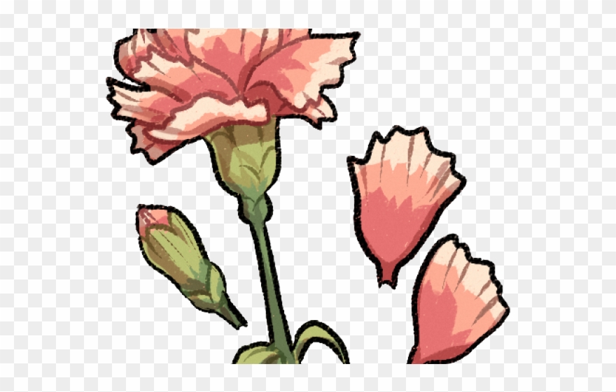 Drawn Carnation Pixie Clipart
