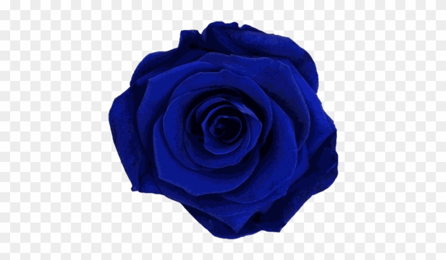 Dark-blue Rose Clipart