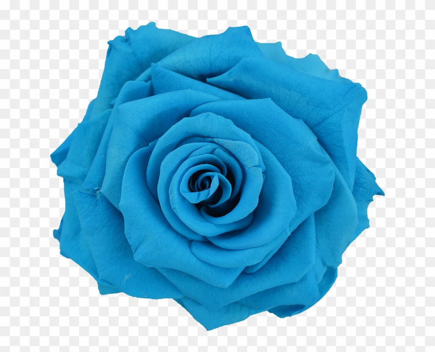 Preserved Rose Light Blue Clipart