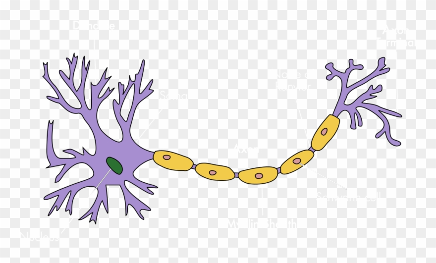 Basic Structure Of The Human Neurone Clipart