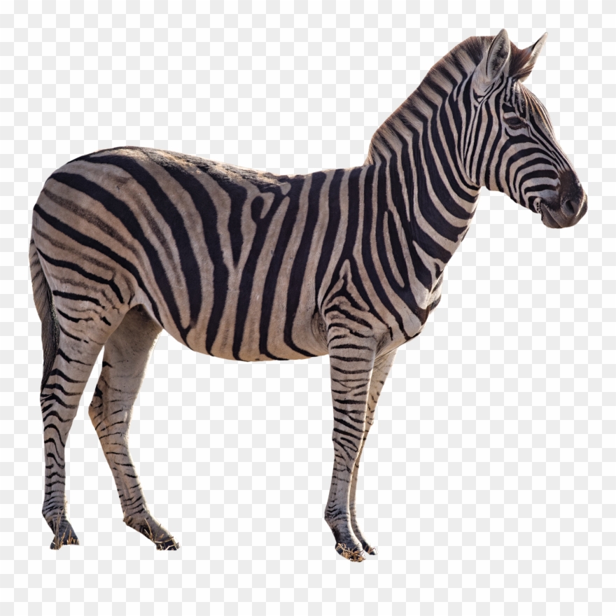 Image Purepng Free Transparent Clipart
