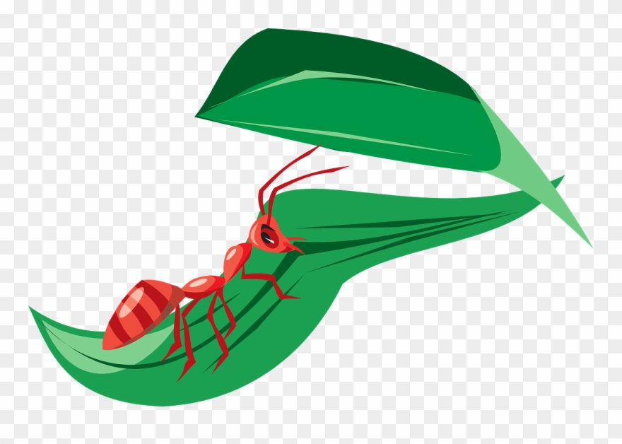 Ant Red Leaf Clipart