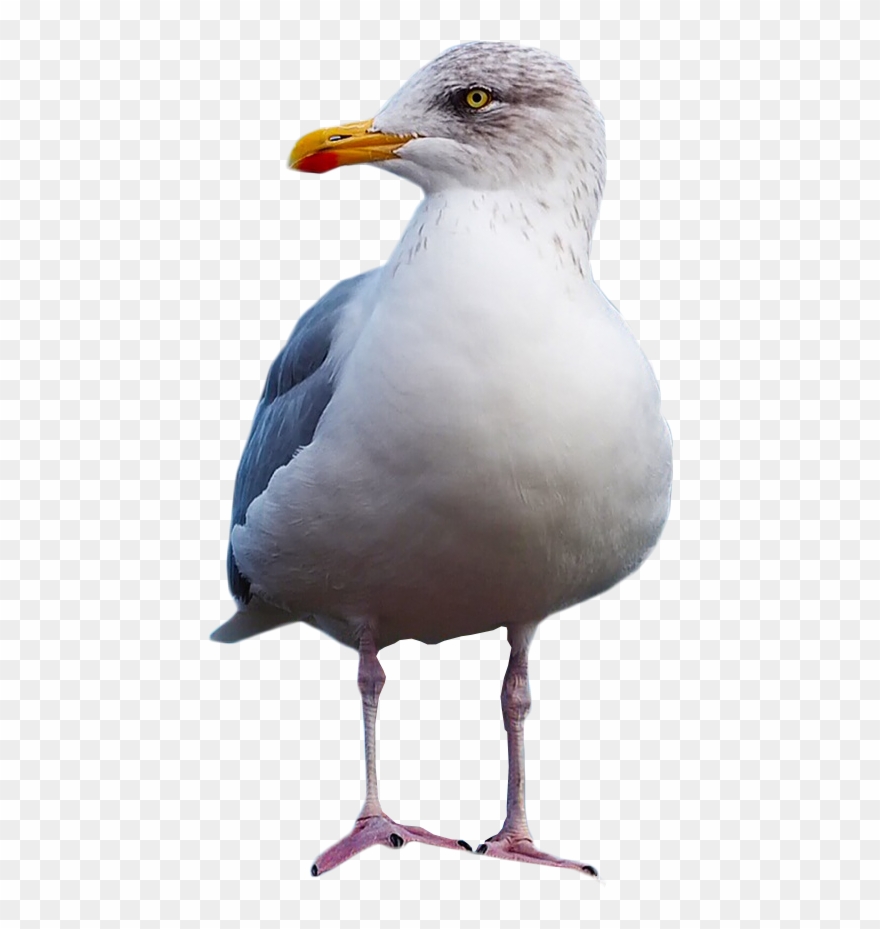 Seagull Clipart Standing - Png Download