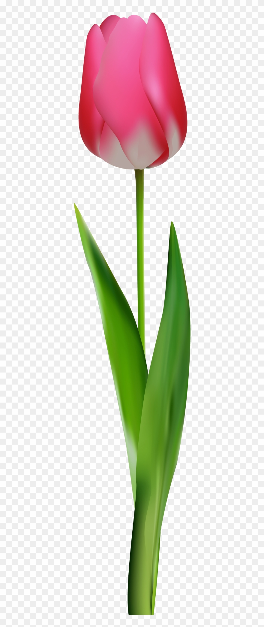 Download Pink Tulip Clipart Png Photo Transparent Png