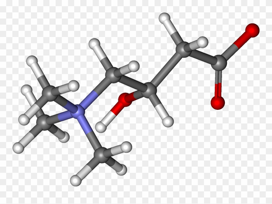 Carnitine And Athletic Performance Clipart